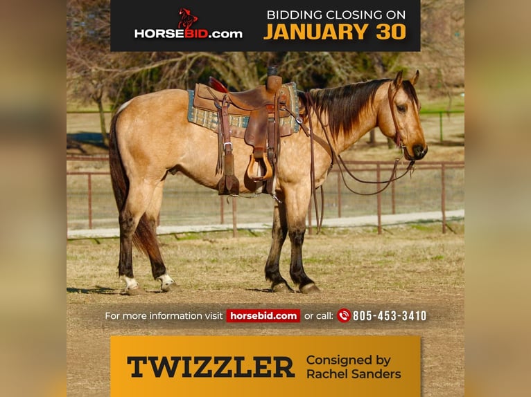 American Quarter Horse Castrone 10 Anni 152 cm Pelle di daino in Joshua, TX