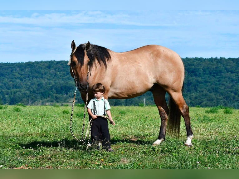 American Quarter Horse Castrone 10 Anni 152 cm Pelle di daino in Rebersburg