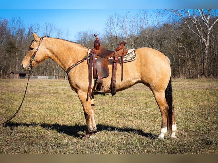 American Quarter Horse Castrone 10 Anni 152 cm Pelle di daino in Flemmingsburg KY