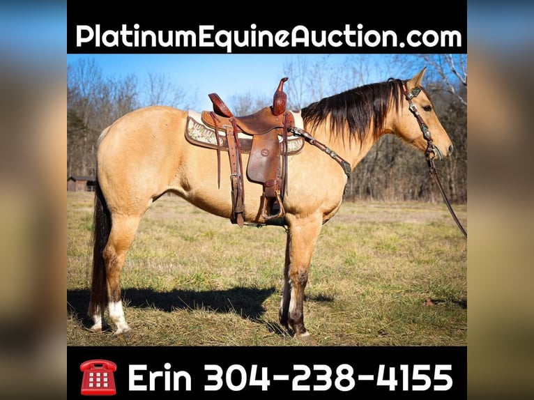 American Quarter Horse Castrone 10 Anni 152 cm Pelle di daino in Flemmingsburg KY