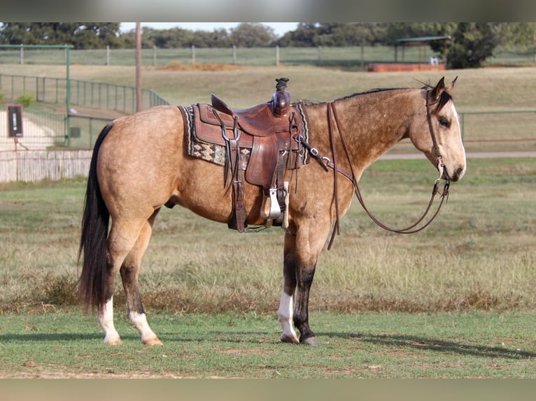 American Quarter Horse Castrone 10 Anni 152 cm Pelle di daino in Joshua TX