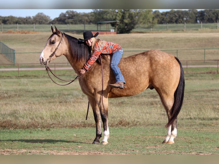 American Quarter Horse Castrone 10 Anni 152 cm Pelle di daino in Joshua TX