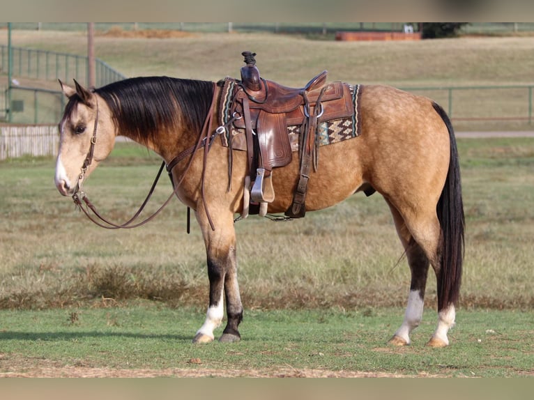 American Quarter Horse Castrone 10 Anni 152 cm Pelle di daino in Joshua TX