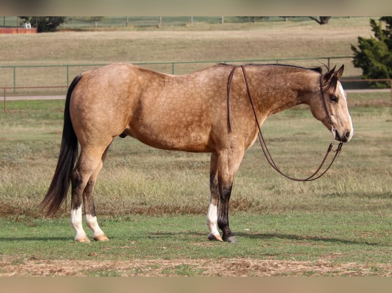 American Quarter Horse Castrone 10 Anni 152 cm Pelle di daino in Joshua TX