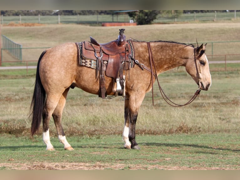 American Quarter Horse Castrone 10 Anni 152 cm Pelle di daino in Joshua TX