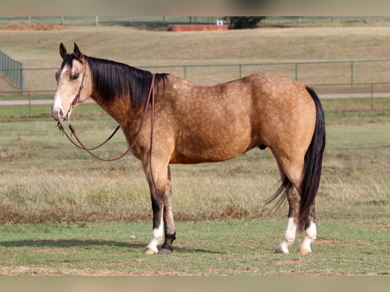 American Quarter Horse Castrone 10 Anni 152 cm Pelle di daino in Joshua TX