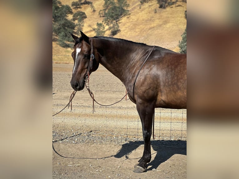 American Quarter Horse Castrone 10 Anni 152 cm Pelle di daino in Paicines, CA