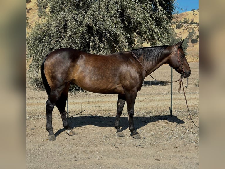 American Quarter Horse Castrone 10 Anni 152 cm Pelle di daino in Paicines, CA