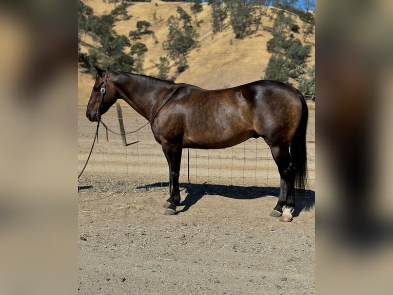 American Quarter Horse Castrone 10 Anni 152 cm Pelle di daino in Paicines, CA