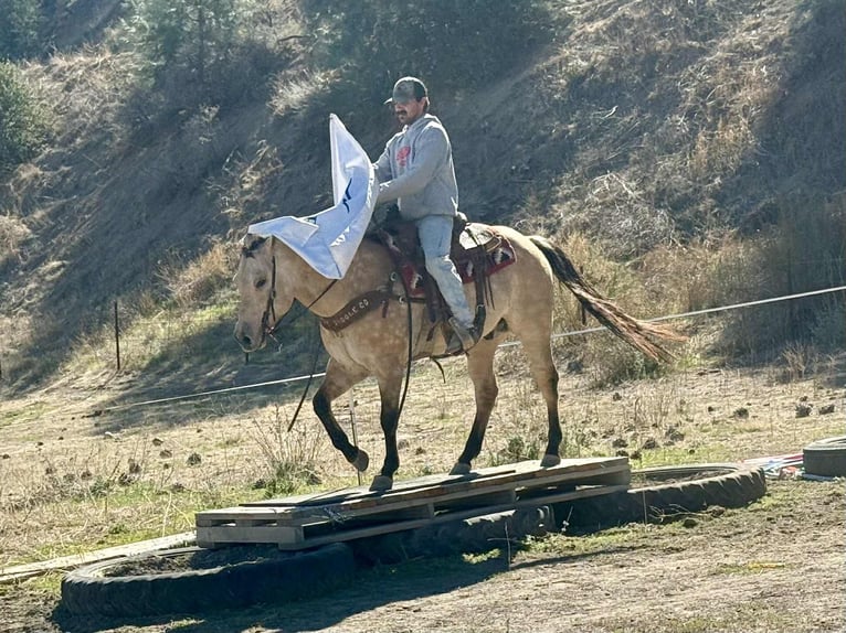 American Quarter Horse Castrone 10 Anni 152 cm Pelle di daino in Paicines CA