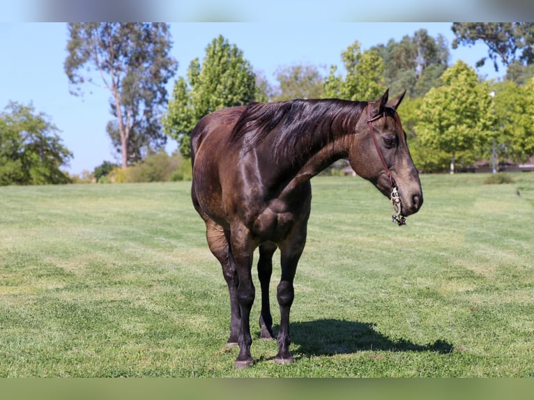 American Quarter Horse Castrone 10 Anni 152 cm Pelle di daino in Pleasant Grove CA