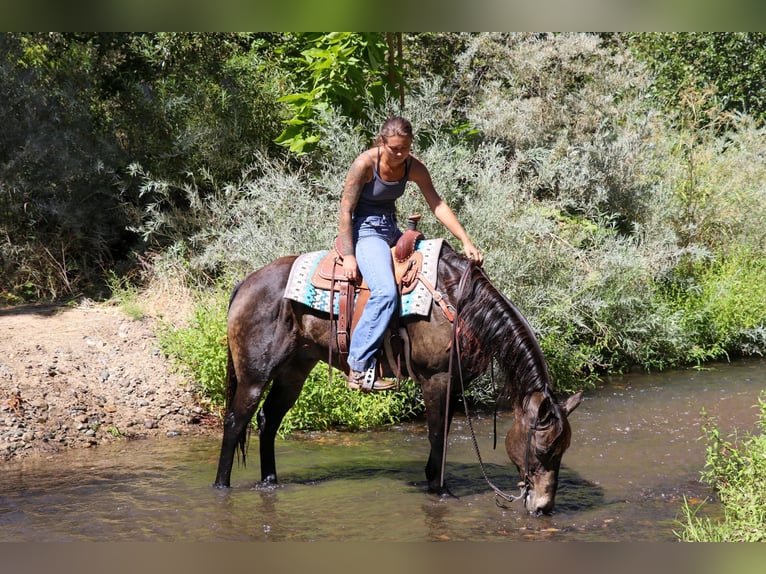 American Quarter Horse Castrone 10 Anni 152 cm Pelle di daino in Pleasant Grove CA