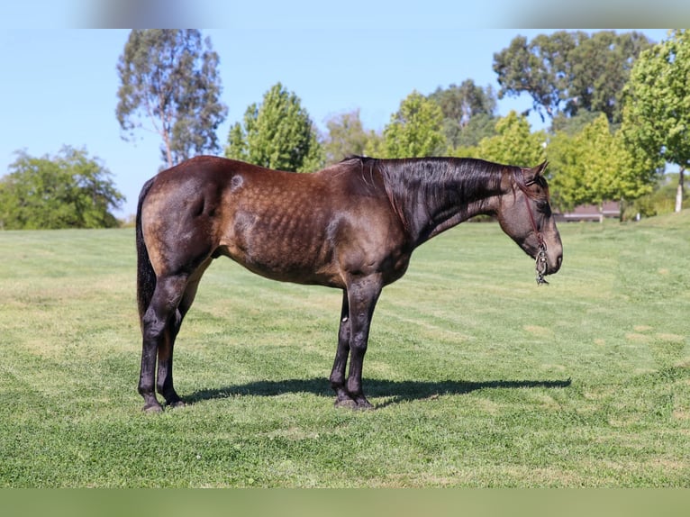 American Quarter Horse Castrone 10 Anni 152 cm Pelle di daino in Pleasant Grove CA