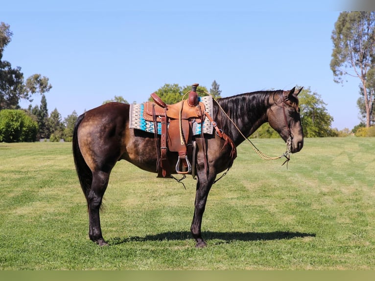 American Quarter Horse Castrone 10 Anni 152 cm Pelle di daino in Pleasant Grove CA