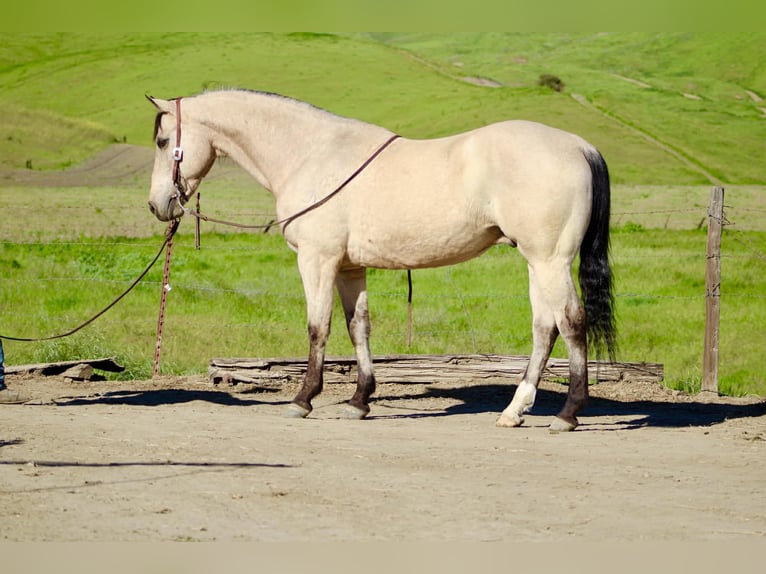 American Quarter Horse Castrone 10 Anni 152 cm Pelle di daino in Tres Pinos