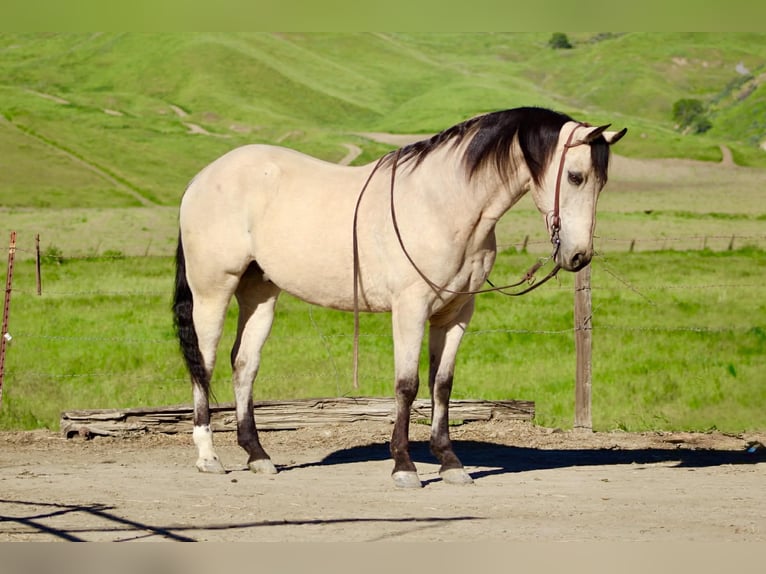 American Quarter Horse Castrone 10 Anni 152 cm Pelle di daino in Tres Pinos