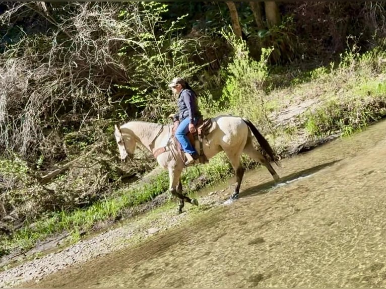 American Quarter Horse Castrone 10 Anni 152 cm Pelle di daino in Tres Pinos