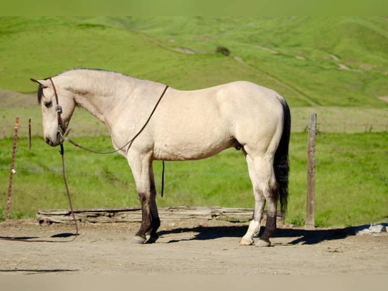 American Quarter Horse Castrone 10 Anni 152 cm Pelle di daino in Tres Pinos