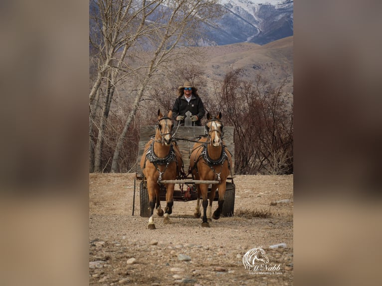 American Quarter Horse Castrone 10 Anni 152 cm Pelle di daino in Cody WY