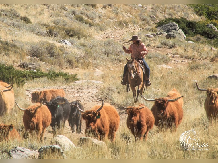 American Quarter Horse Castrone 10 Anni 152 cm Pelle di daino in Cody WY