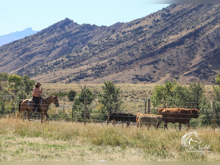 American Quarter Horse Castrone 10 Anni 152 cm Pelle di daino in Cody WY