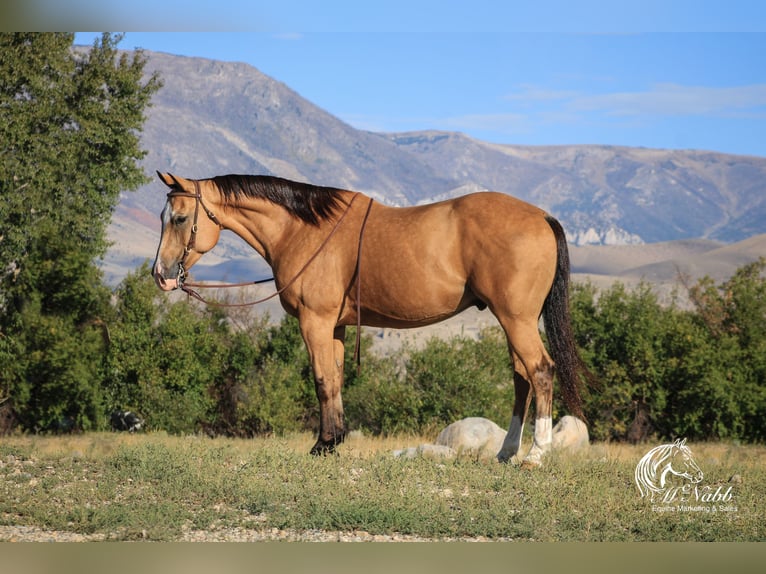 American Quarter Horse Castrone 10 Anni 152 cm Pelle di daino in Cody WY