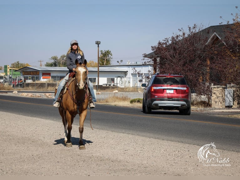 American Quarter Horse Castrone 10 Anni 152 cm Pelle di daino in Cody WY