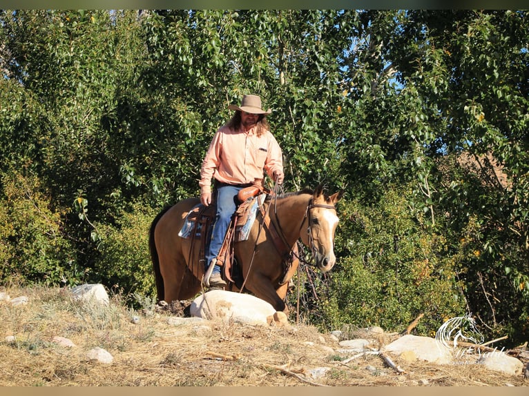 American Quarter Horse Castrone 10 Anni 152 cm Pelle di daino in Cody WY