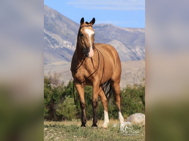 American Quarter Horse Castrone 10 Anni 152 cm Pelle di daino in Cody WY