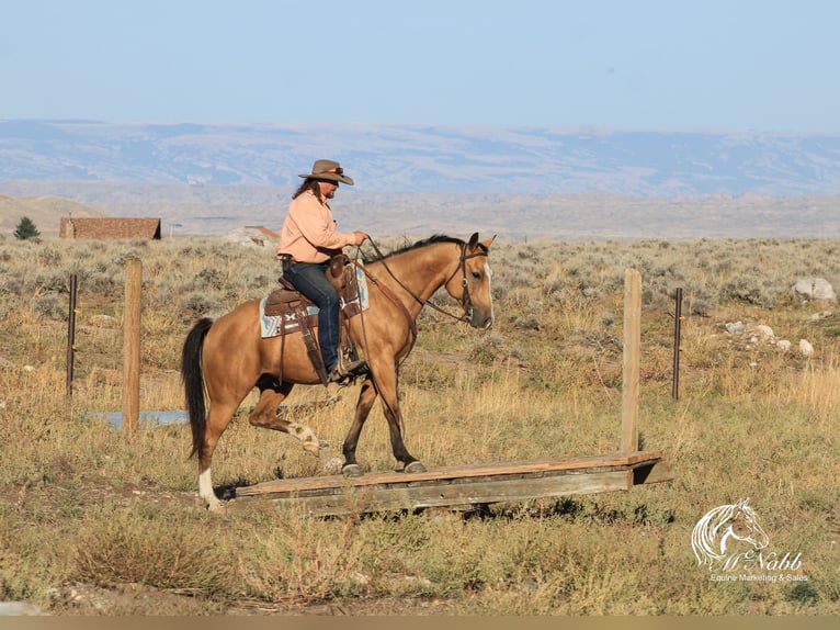 American Quarter Horse Castrone 10 Anni 152 cm Pelle di daino in Cody WY