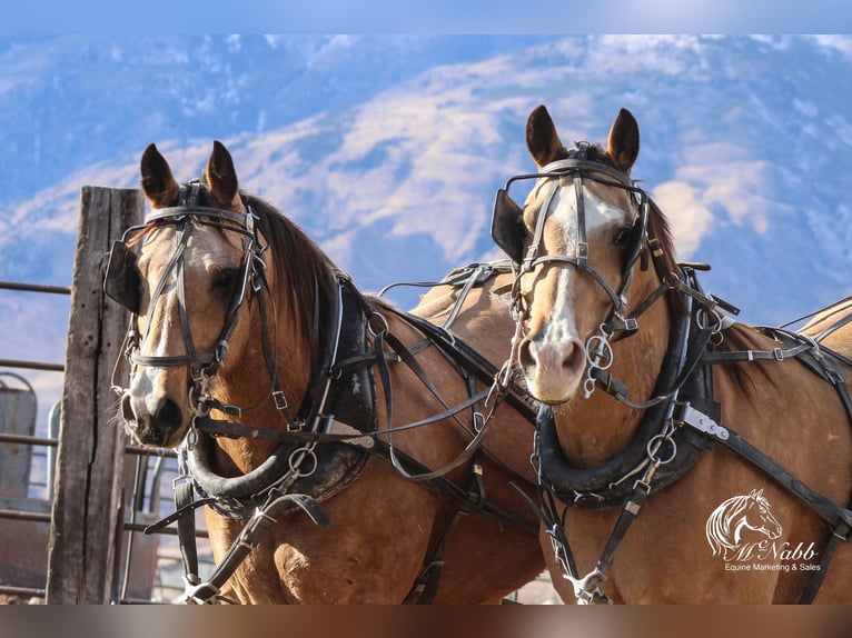 American Quarter Horse Castrone 10 Anni 152 cm Pelle di daino in Cody WY