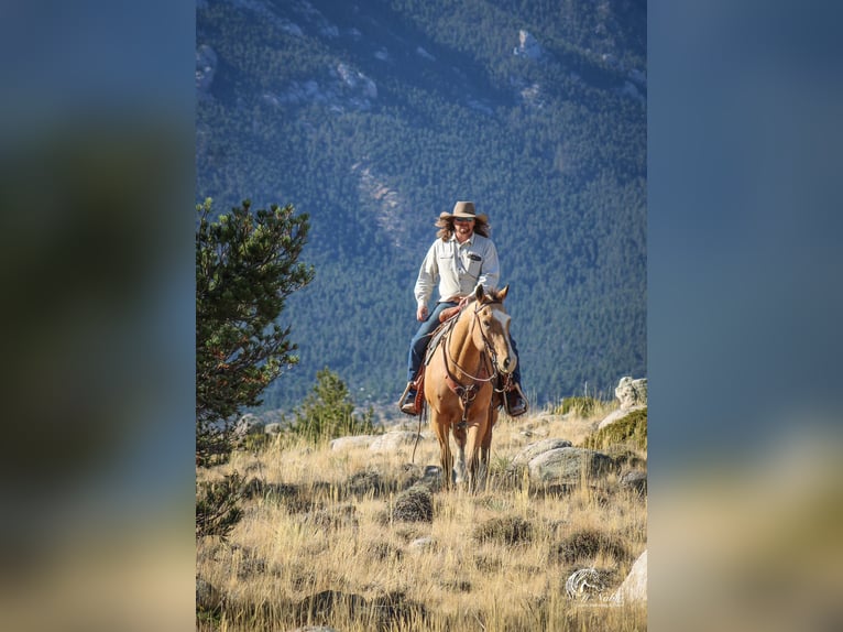 American Quarter Horse Castrone 10 Anni 152 cm Pelle di daino in Cody WY