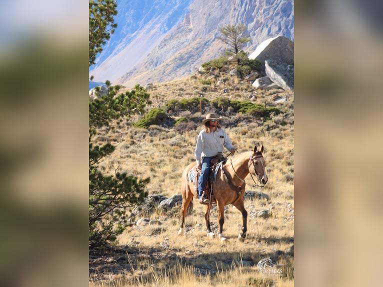 American Quarter Horse Castrone 10 Anni 152 cm Pelle di daino in Cody WY