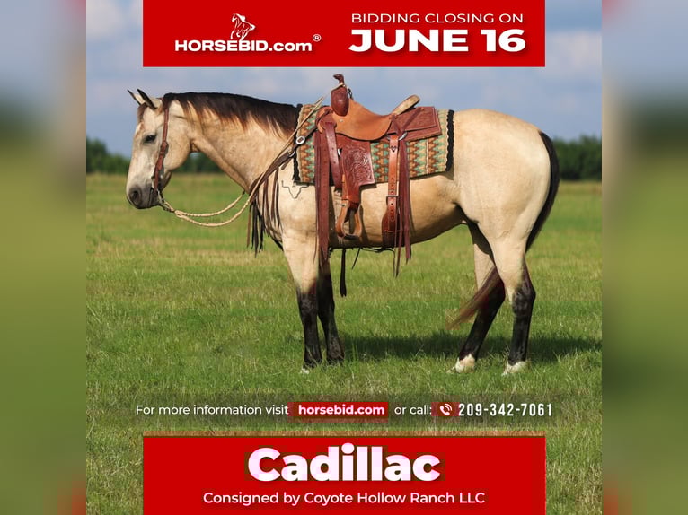 American Quarter Horse Castrone 10 Anni 152 cm Pelle di daino in Mount Vernon, TX
