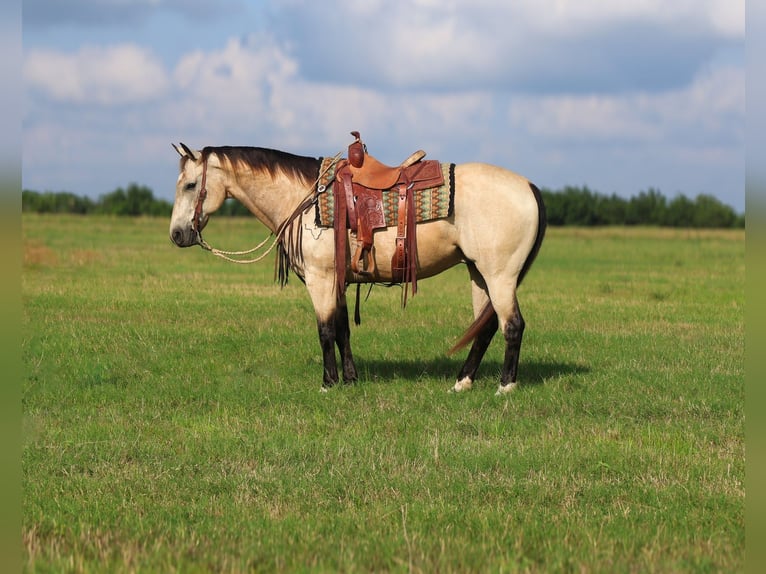 American Quarter Horse Castrone 10 Anni 152 cm Pelle di daino in Mount Vernon, TX