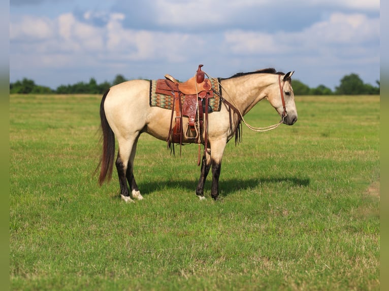 American Quarter Horse Castrone 10 Anni 152 cm Pelle di daino in Mount Vernon, TX