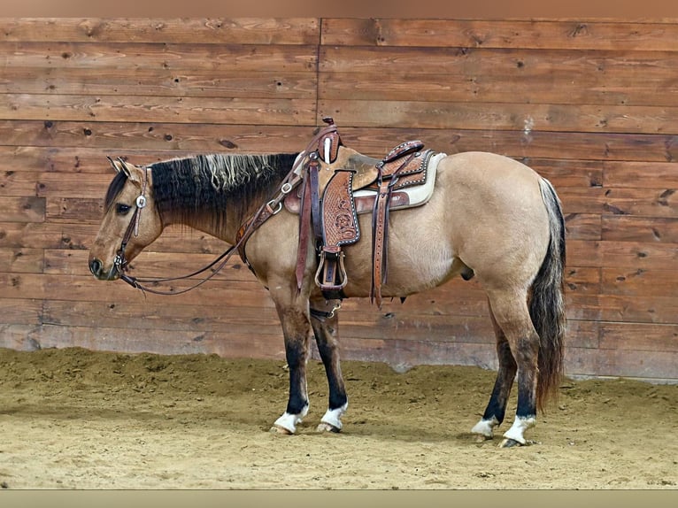 American Quarter Horse Castrone 10 Anni 152 cm Pelle di daino in Shippenville, PA