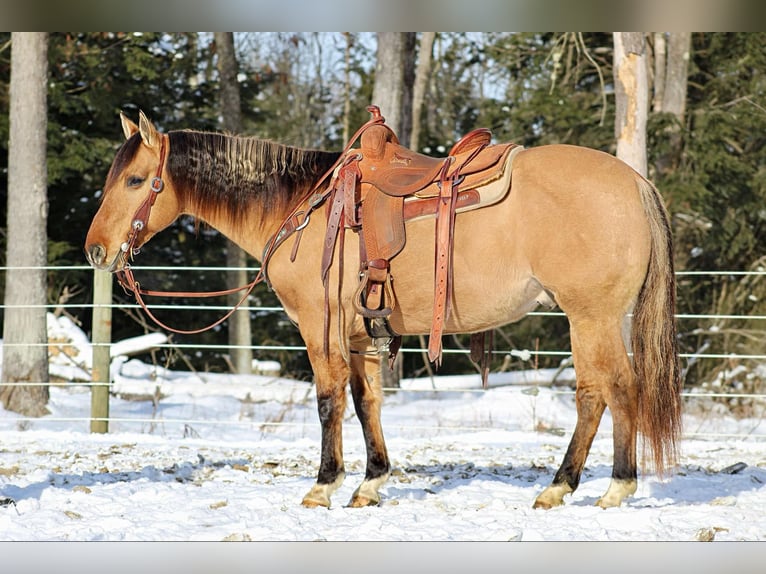 American Quarter Horse Castrone 10 Anni 152 cm Pelle di daino in Shippenville, PA