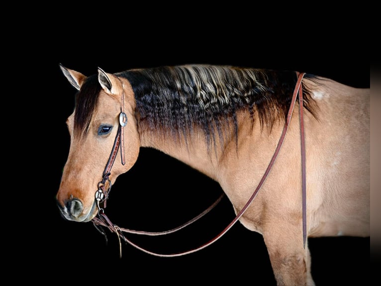 American Quarter Horse Castrone 10 Anni 152 cm Pelle di daino in Shippenville, PA