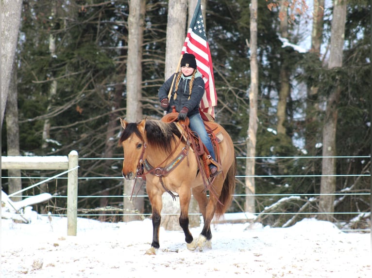 American Quarter Horse Castrone 10 Anni 152 cm Pelle di daino in Shippenville, PA