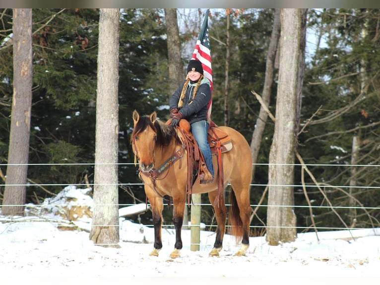 American Quarter Horse Castrone 10 Anni 152 cm Pelle di daino in Shippenville, PA