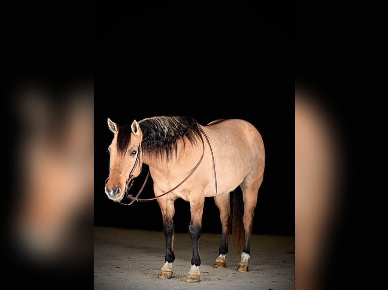 American Quarter Horse Castrone 10 Anni 152 cm Pelle di daino in Shippenville, PA