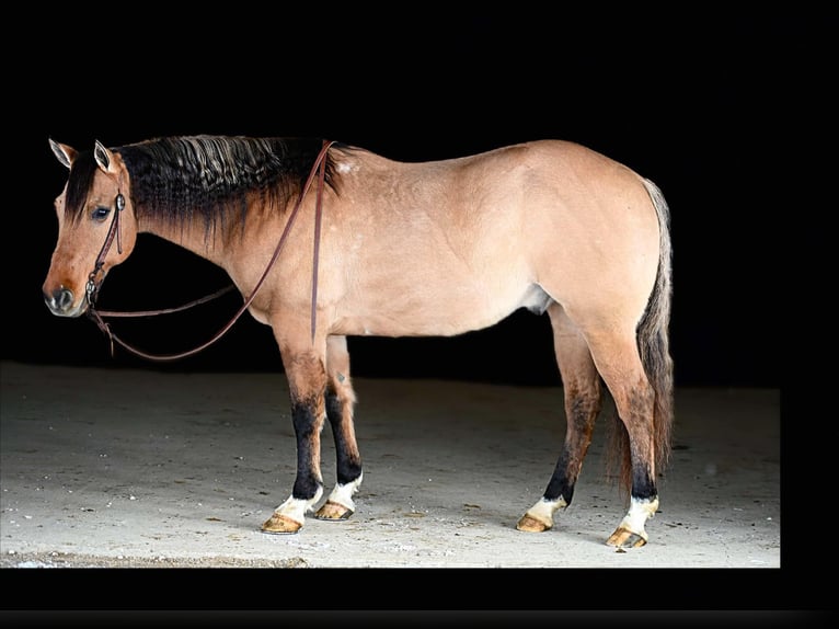 American Quarter Horse Castrone 10 Anni 152 cm Pelle di daino in Shippenville, PA