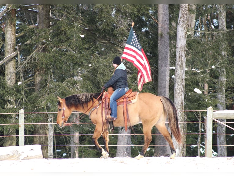 American Quarter Horse Castrone 10 Anni 152 cm Pelle di daino in Shippenville, PA