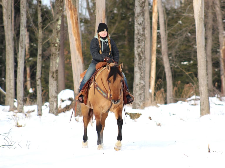 American Quarter Horse Castrone 10 Anni 152 cm Pelle di daino in Shippenville, PA