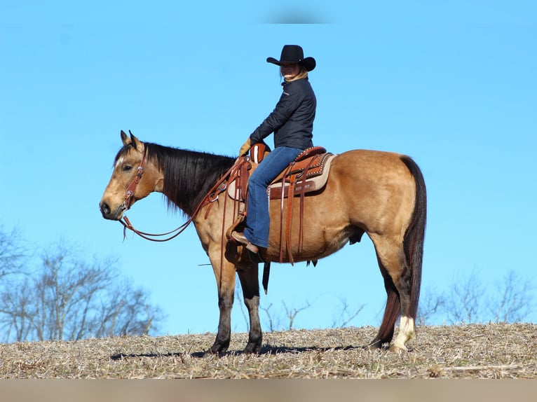 American Quarter Horse Castrone 10 Anni 152 cm Pelle di daino in Clarion, PA