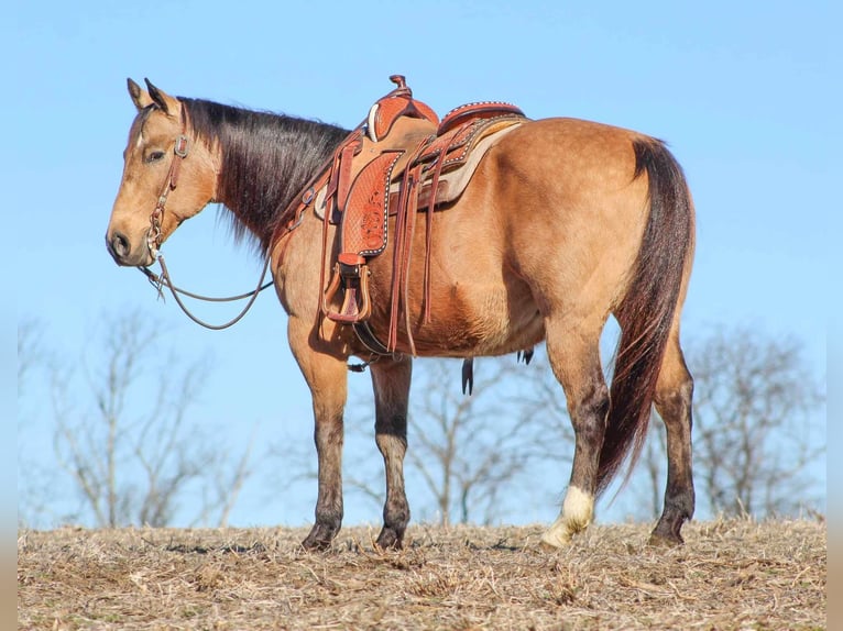 American Quarter Horse Castrone 10 Anni 152 cm Pelle di daino in Clarion, PA
