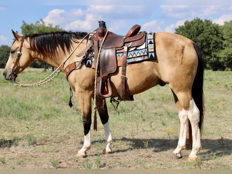 American Quarter Horse Castrone 10 Anni 152 cm Pelle di daino in Pilot Point, TX
