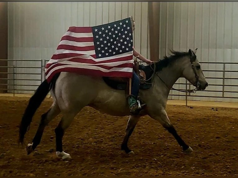 American Quarter Horse Castrone 10 Anni 152 cm Pelle di daino in Robards, KY