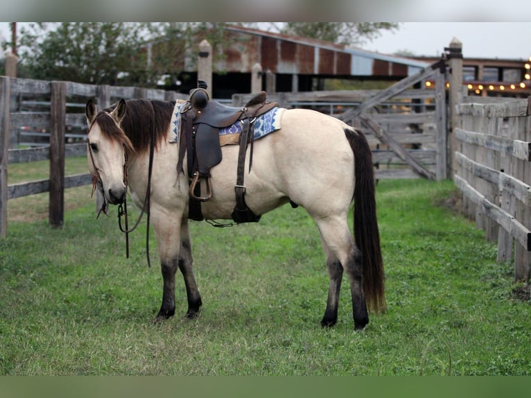 American Quarter Horse Castrone 10 Anni 152 cm Pelle di daino in Stephenville TX